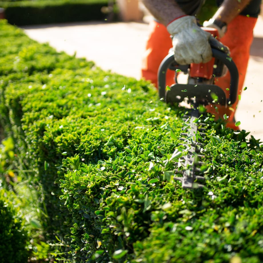 Gardener trims a vibrant green hedge with an electric trimmer on a sunny day, capturing flying leaves and precise lines.