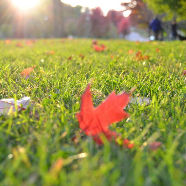 Autumn leaves scattered on a sunlit grassy field with trees and blurred background of people walking.