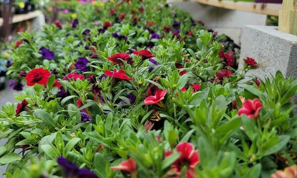 Rows of vibrant flowers and plants on display at a garden center, with colorful pots in the background.