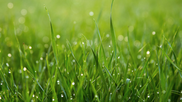 A close-up of long green grass covered in dew