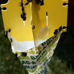bag_a_bug
