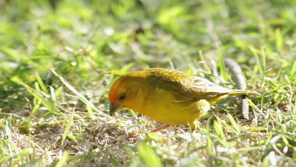 bird eating food left on the ground