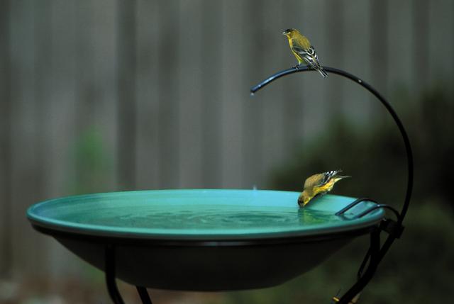 birds on a bubbling water fountain