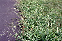 crabgrass along driveway