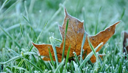 Frost-covered brown leaf on green grass, symbolizing the transition from autumn to winter with a serene and natural setting.