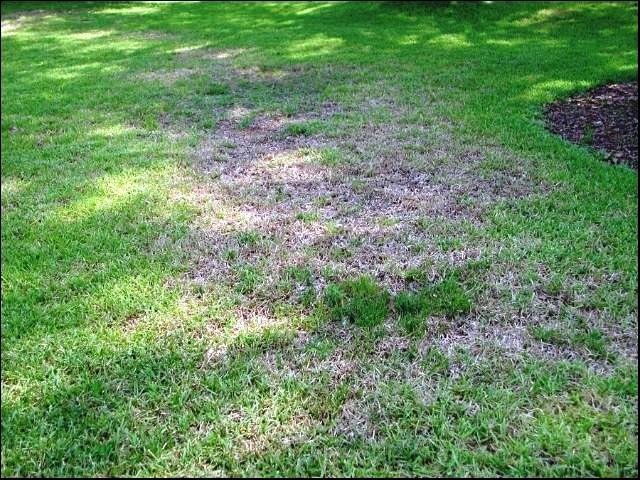 grub damaged lawn