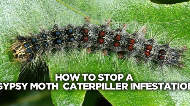 How to stop a gypsy moth caterpillar infestation