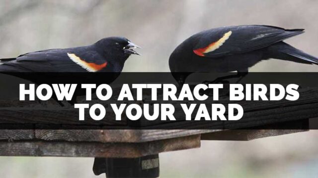 how to attract birds to your yard and get rid of squirrels
