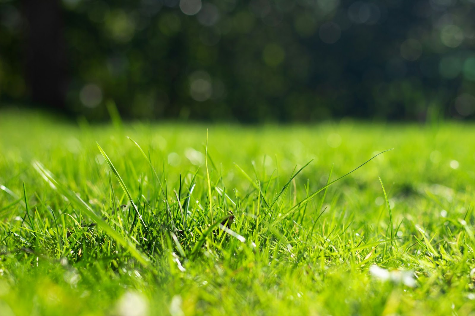 This image depicts a close-up photo of long green grass.