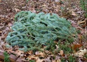 Prep Garden for Winter MULCH AFTER GROUND FREEZES