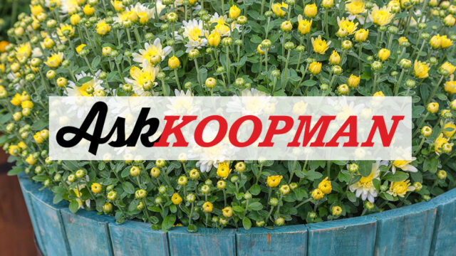 Colorful flowers in a blue planter with text overlay.