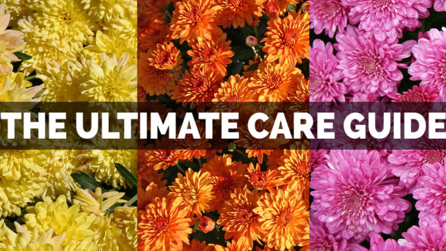 Colorful display of yellow, orange, and pink flowers with text overlay "Ultimate Care".