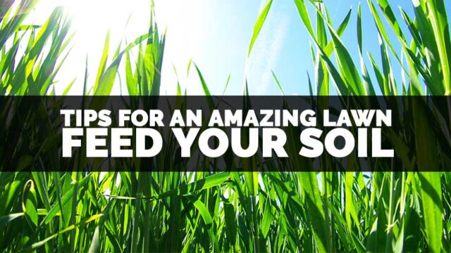 Tips for an amazing lawn: feed your soil. Green grass and clear blue sky in the background.