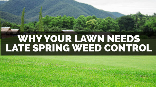 why your lawn needs late spring weed control koopman lumber