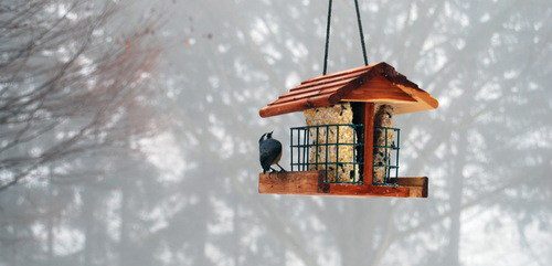 Bird perched on a wooden bird feeder with suet cakes, surrounded by a soft, snowy background.