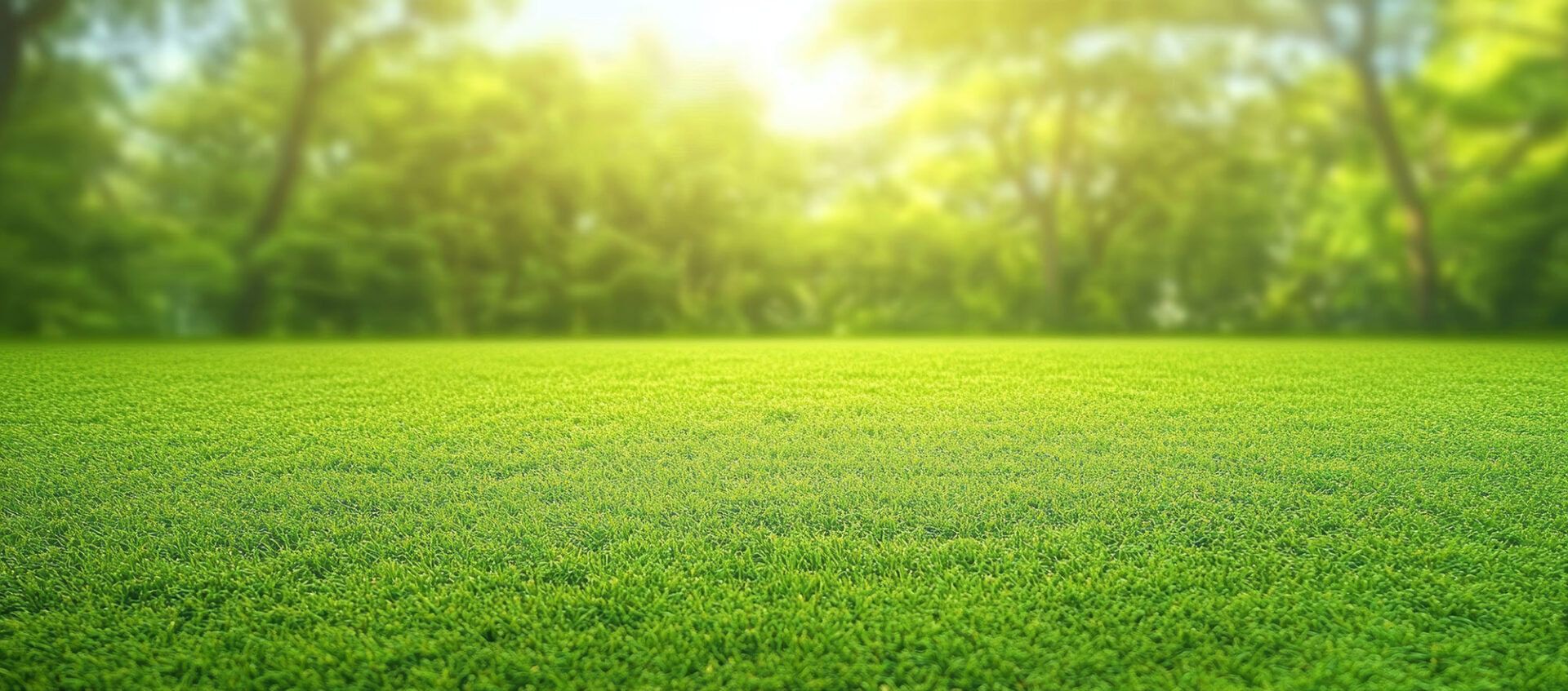 sunlit grassy field with trees in the background and a bright, clear sky