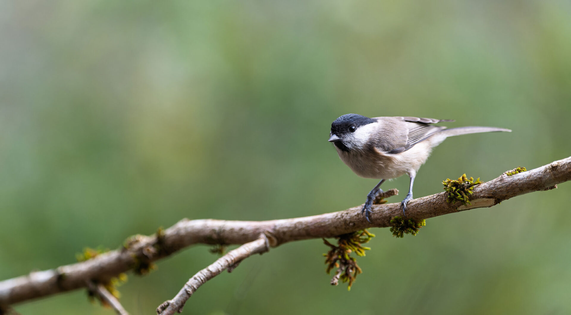 Small bird perched on a branch with a blurred green background, showcasing fine feathers and a sharp beak.