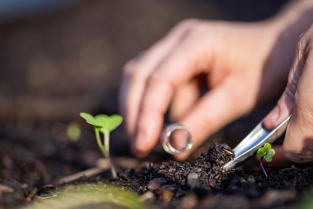 Soil pH Testing Services