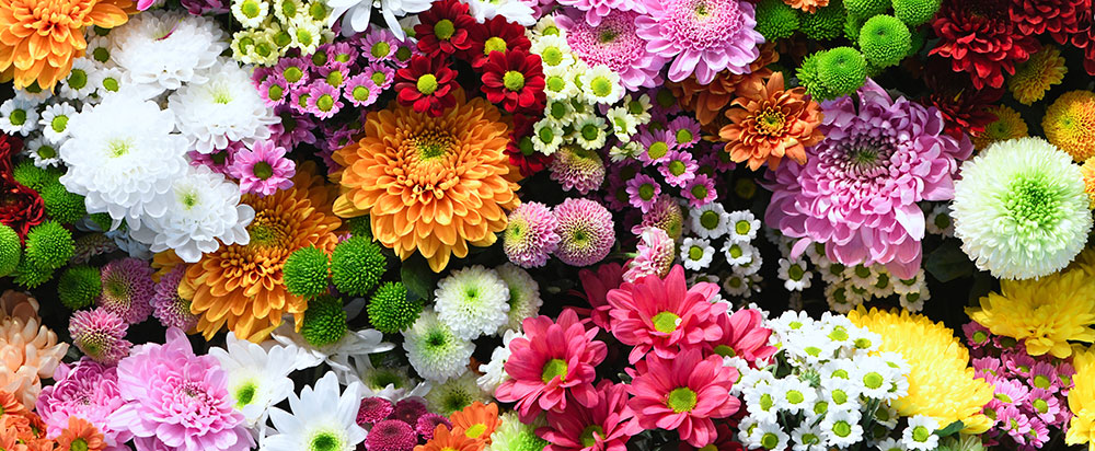 Colorful assortment of various flowers including daisies and chrysanthemums in full bloom, creating a vibrant floral display.