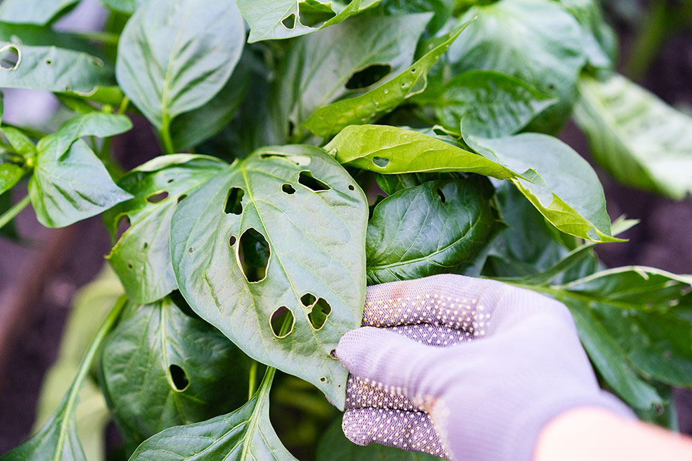 Gloved hand inspecting green plant leaves with holes from insect damage.