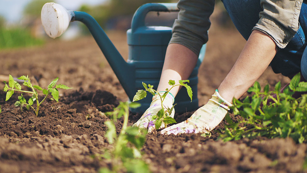 Person planting seedlings in a garden with a blue watering can in the background.