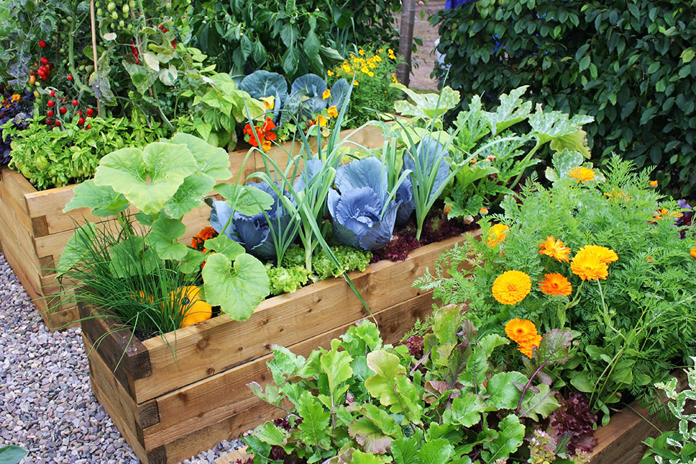 Raised wooden garden bed with a variety of vegetables and flowers, including cabbage and marigolds, surrounded by greenery.