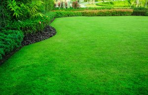 Lush Lawn