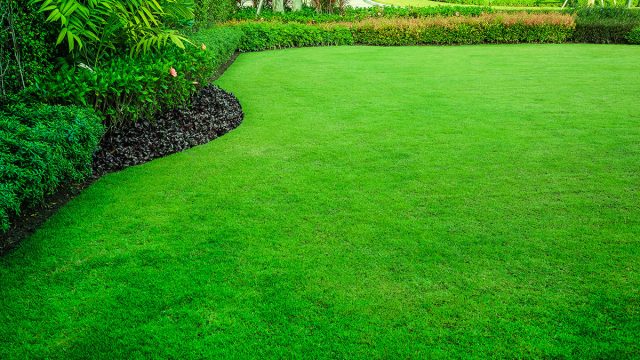 Lush Lawn