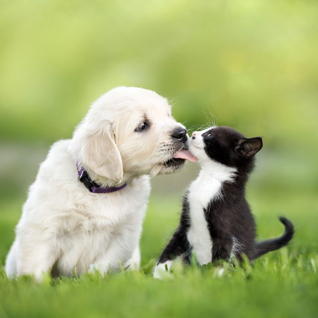 Pet & Animal